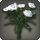 White carnations icon1.png