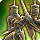Cruise chaser icon1.png