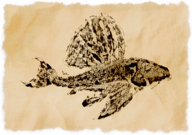 File:Spotted pleco.png