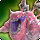 Typhon mount icon1.png