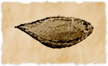 File:Qeyiq sole.png