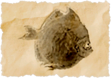 File:Deepbody boarfish.png