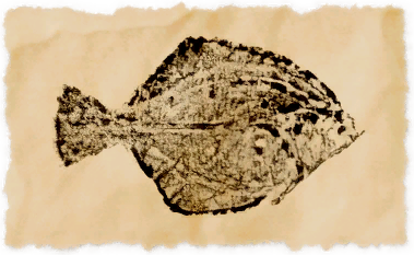 File:Kholusian flounder.png