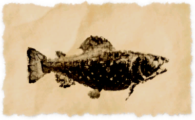 File:Steelhead trout.png