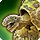 Tortoise mount icon1.png