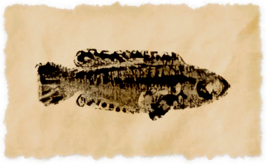 File:Nagxian mullet.png