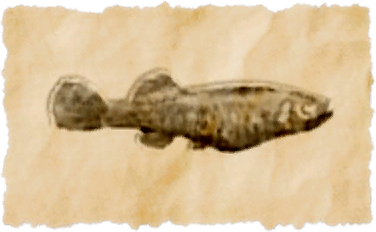 File:Mosquito fish.png