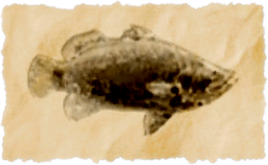 File:Golden barramundi.png