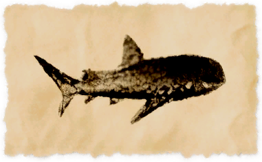 File:Tawny wench shark.png
