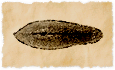 File:Mitre slug.png