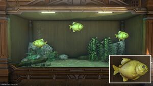 Three Yellow Pipira in a Tier 4 Aquarium with a close-up.