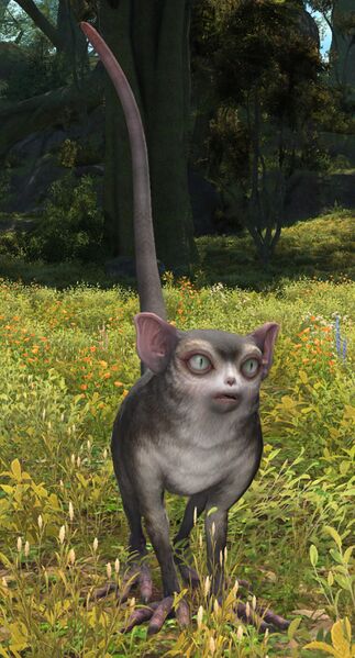 File:Long-winded Lemur.jpg