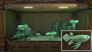 Three Queensgowns in a Tier 4 Aquarium with a close-up.