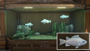 Three Kissing Fish in a Tier 4 Aquarium with a close-up.