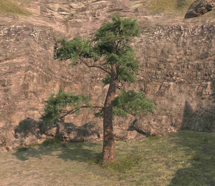 File:Ten-thousand-year Pine.jpg