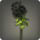 Black chrysanthemums icon1.png