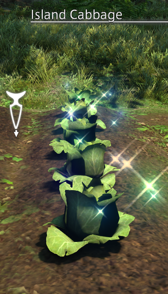 File:Island Cabbage Mature.png