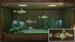 Three Wandering Sculpins in a Tier 4 Aquarium with a close-up.