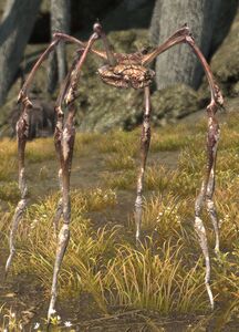 Appearance in North Shroud