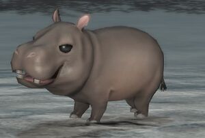 Hippo calf1.jpg