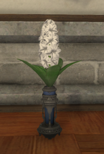 White Hyacinths