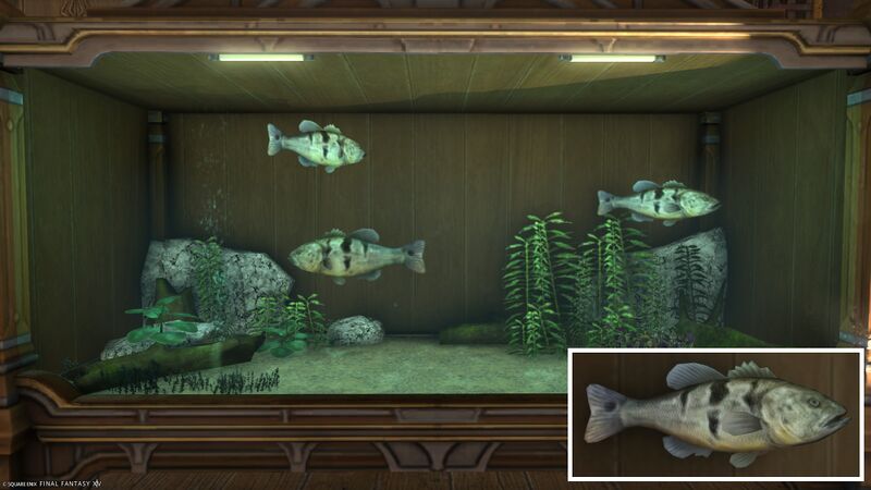 File:Aquarium Preview Peacock Bass.jpg