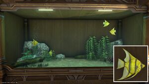 Four Seraphisms in a Tier 4 Aquarium with a close-up.