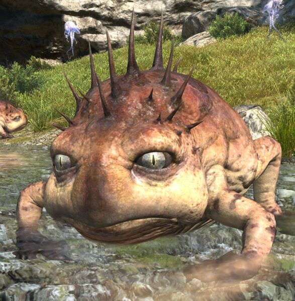 File:Cane Toad.jpg