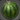 Island Watermelon
