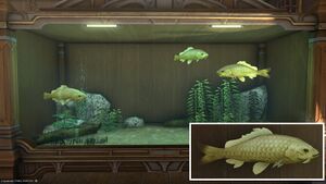 Three Yellow Prismfish in a Tier 4 Aquarium with a close-up.