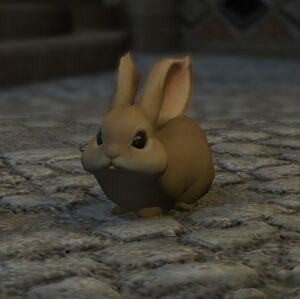 Dwarf rabbit1.jpg