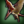 Pteranodon Island Sanctuary icon1.png
