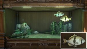 Three Geayi in a Tier 4 Aquarium with a close-up.