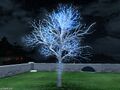 Authentic Illuminated Tree image1.jpg