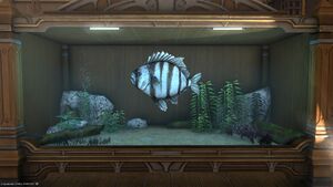 A Motley Beakfish in a Tier 4 Aquarium.