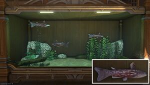 Three Welkin Catfish in a Tier 4 Aquarium with a close-up.