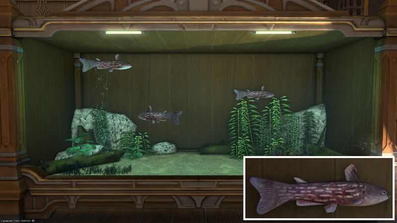File:Aquarium Preview Welkin Catfish.jpg