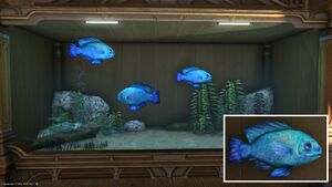 Three Cobalt Chromis in a Tier 4 Aquarium with a close-up.
