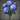 Deepstar Blossom