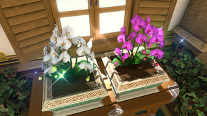 Moth Orchid Flowers1.png