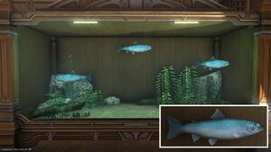 Three Raincallers in a Tier 4 Aquarium with a close-up.