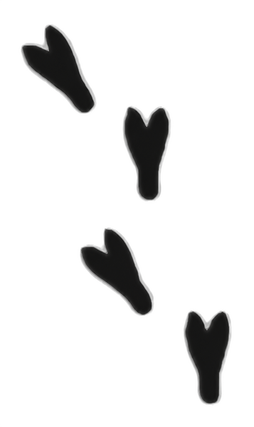File:Mimi Chocobo Foot.png