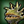 Morbol seedling island sanctuary icon1.png