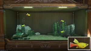 Four Variati in a Tier 4 Aquarium with a close-up.