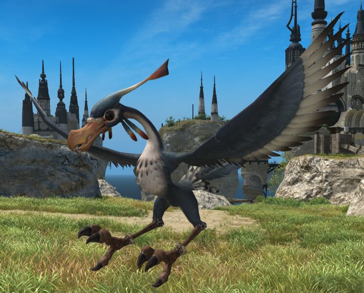 File:Pecking Condor.jpg