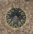 Thumbnail for version as of 02:18, 10 June 2026