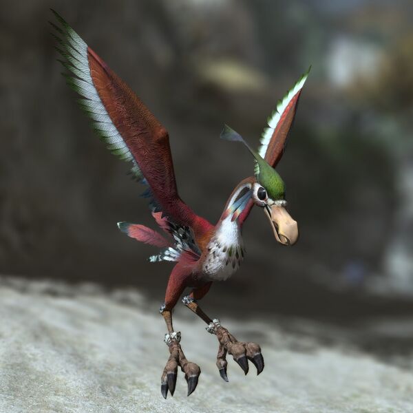 File:Lammergeyer.jpeg