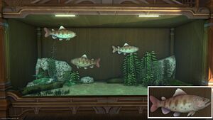 Three Crimson Trouts in a Tier 4 Aquarium with a close-up.