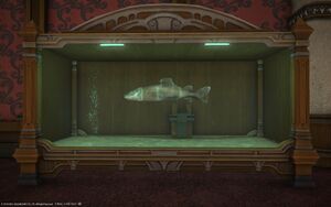 Whilom catfish aquarium1.jpg