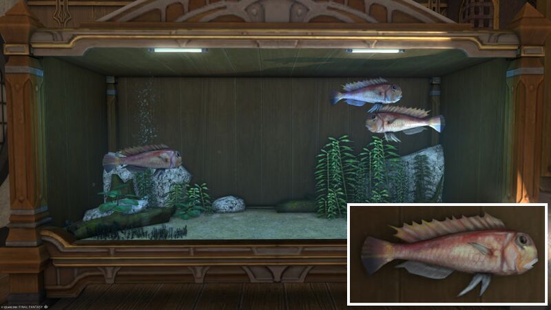 File:Aquarium Preview Rasa Fish.jpg